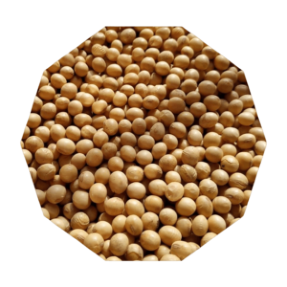 Non GMO Soybean Image