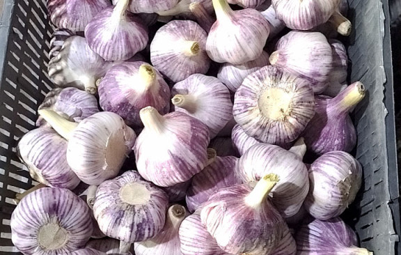Garlic caption #1