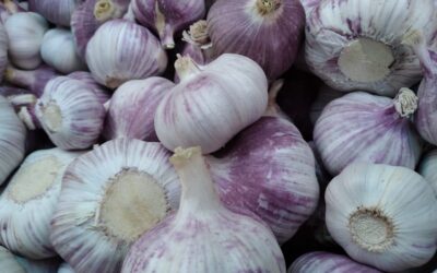Our first batches of garlic are here